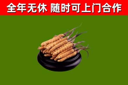 大同市烟酒回收冬虫夏草.jpg