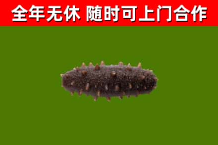 大同市烟酒回收干海参.jpg